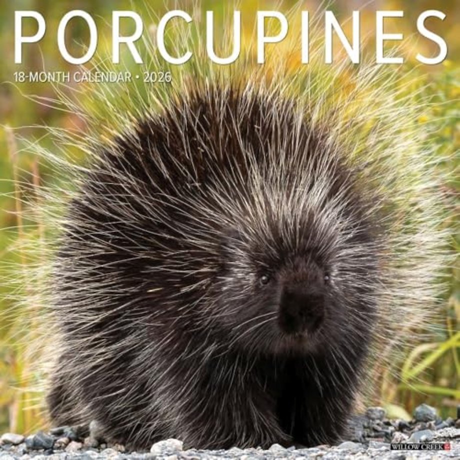 Porcupines 12 X 12 Wall Calendar