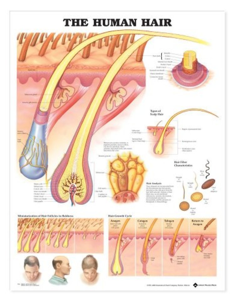 The Human Hair Anatomical Chart