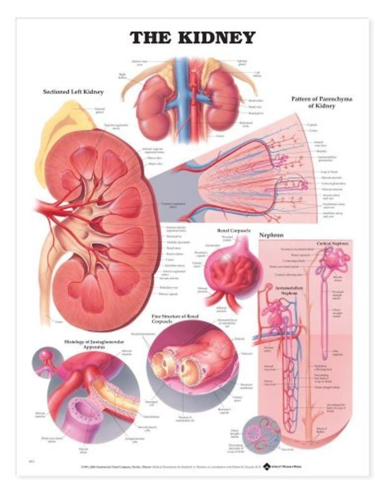 The Kidney Anatomical Chart