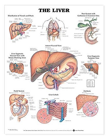 The Liver Anatomical Chart