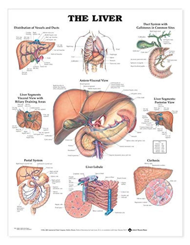 The Liver Anatomical Chart