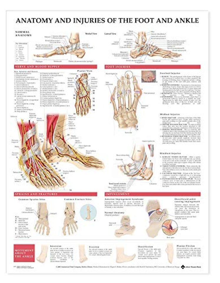 Anatomy and Injuries of the Foot and Ankle
