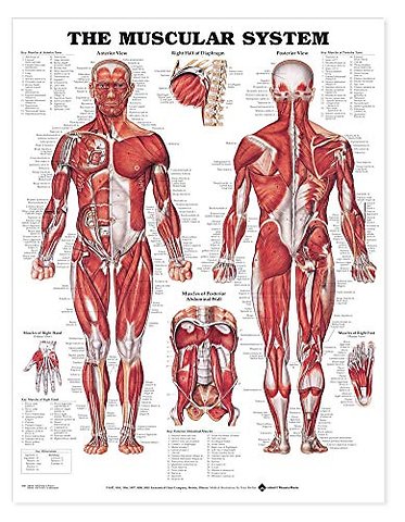The Muscular System Giant Chart