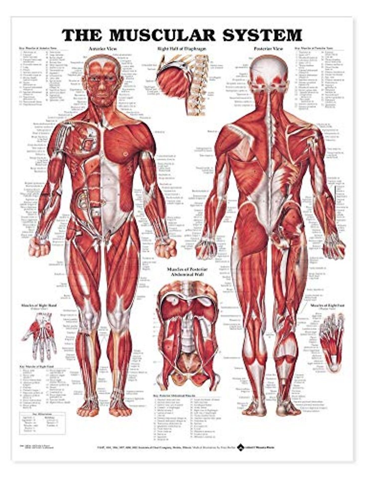 The Muscular System Giant Chart