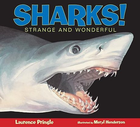 Sharks!