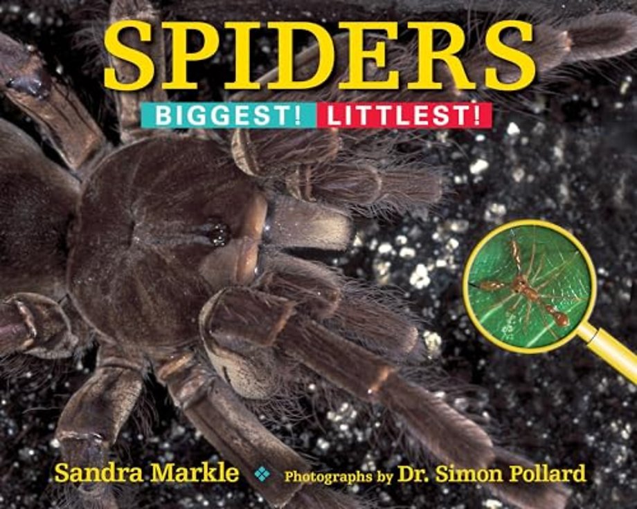 Spiders