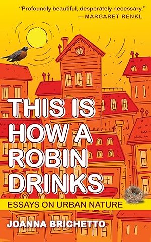 This Is How a Robin Drinks