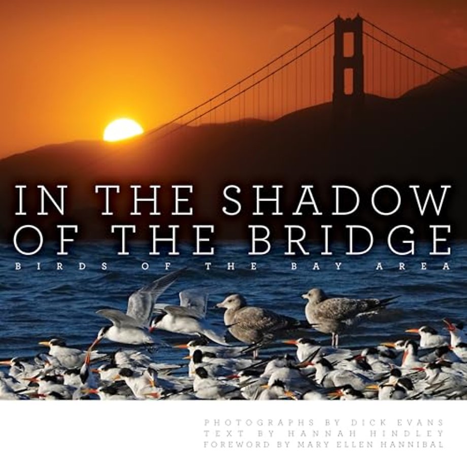 In the Shadow of the Bridge