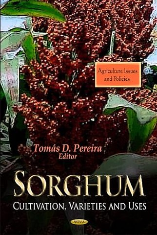 Sorghum
