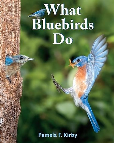 What Bluebirds Do