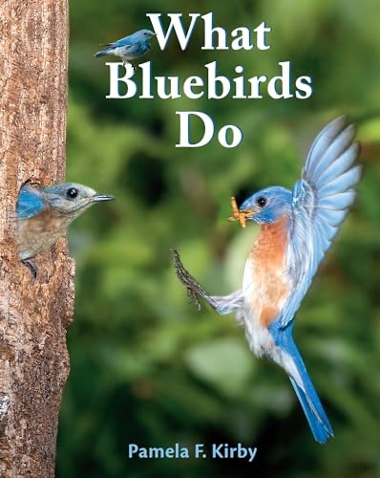 What Bluebirds Do