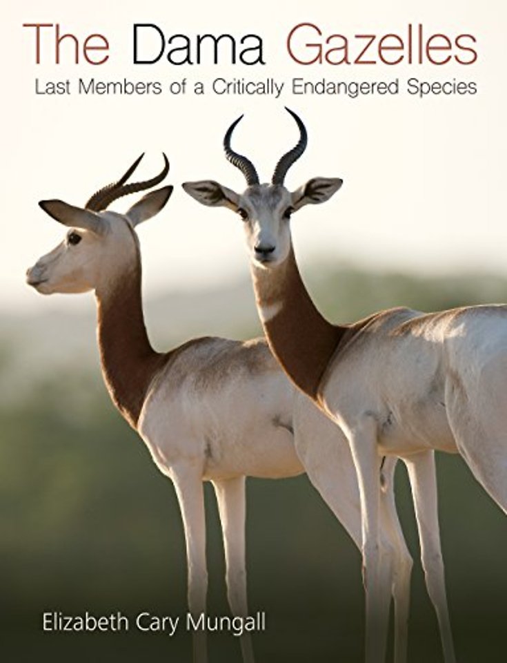 The Dama Gazelles – Last Members of a Critically Endangered Species