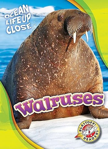 Walruses