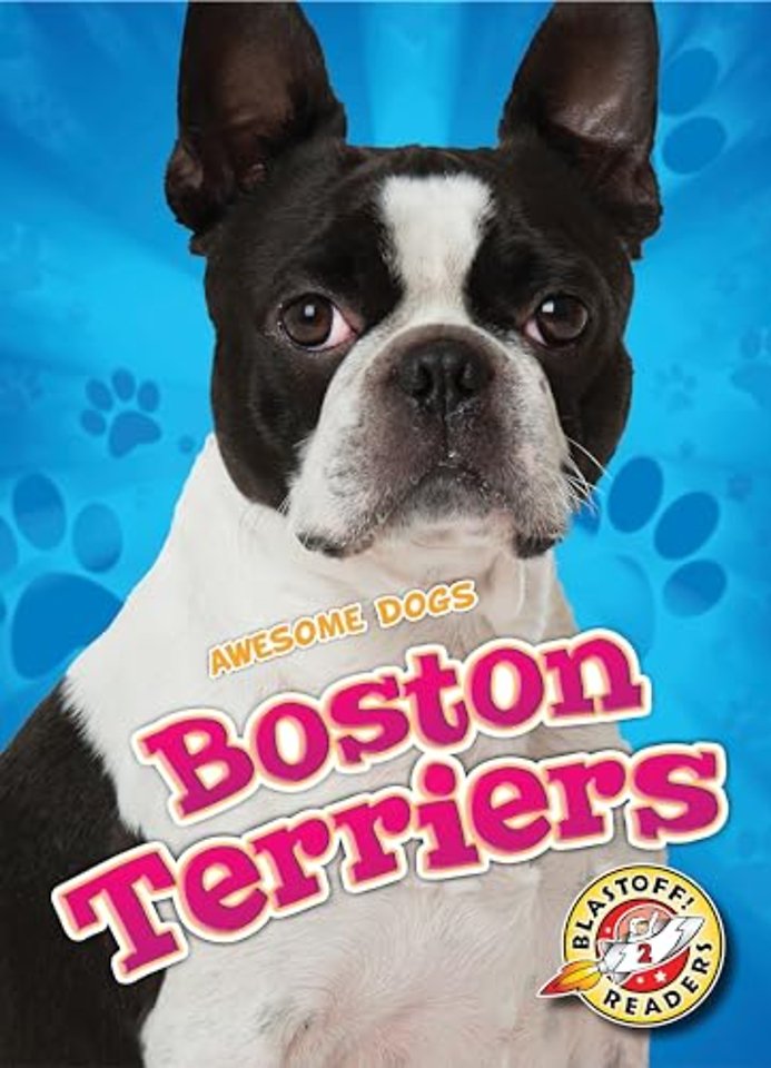 Boston Terriers