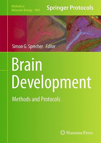 Brain Development