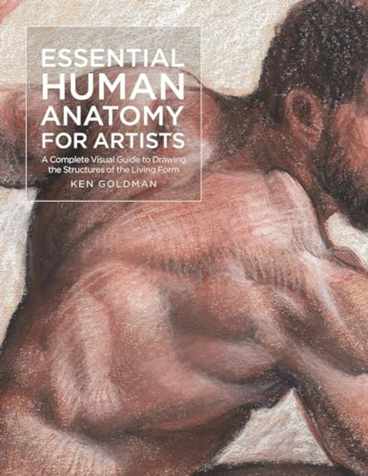 Essential Human Anatomy for Artists