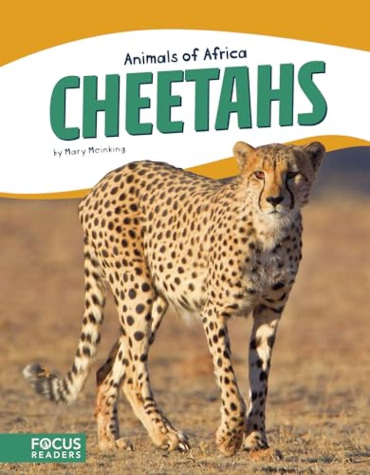 Cheetahs