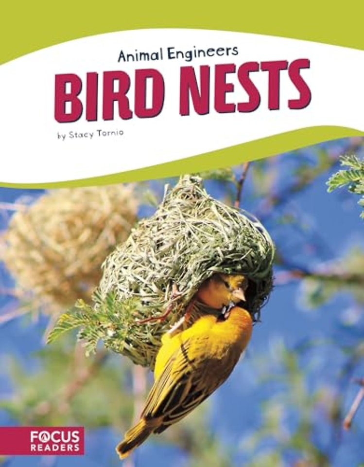 Bird Nests