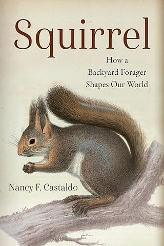 Squirrel – How a Backyard Forager Shapes Our World