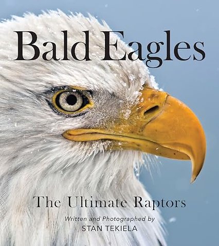 Bald Eagles