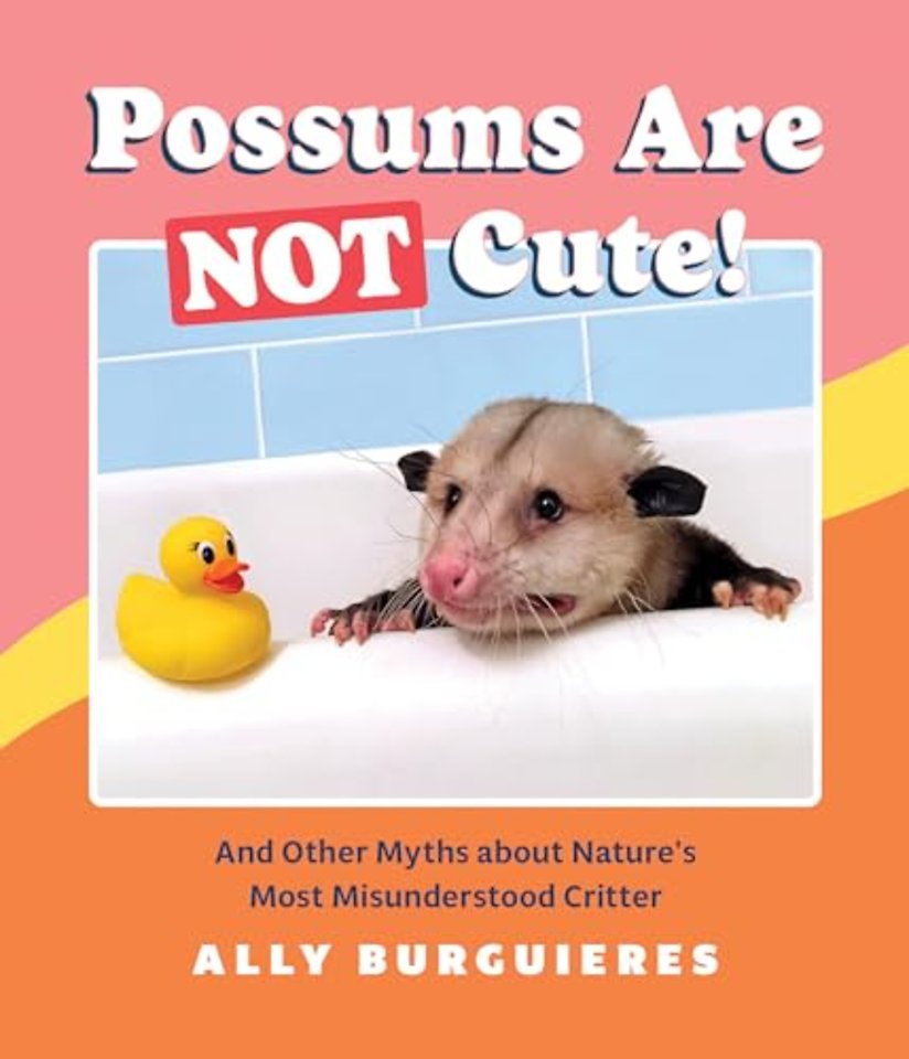 Possums Are Not Cute!
