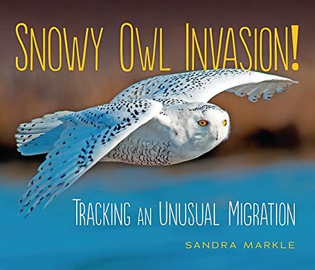 Snowy Owl Invasion!