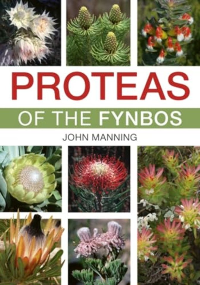Proteas of the Fynbos