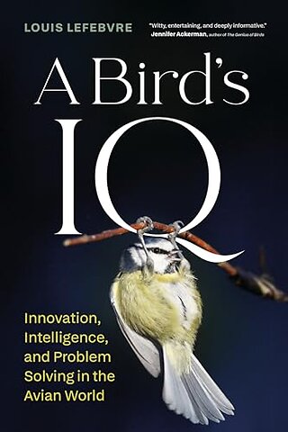 A Bird's IQ