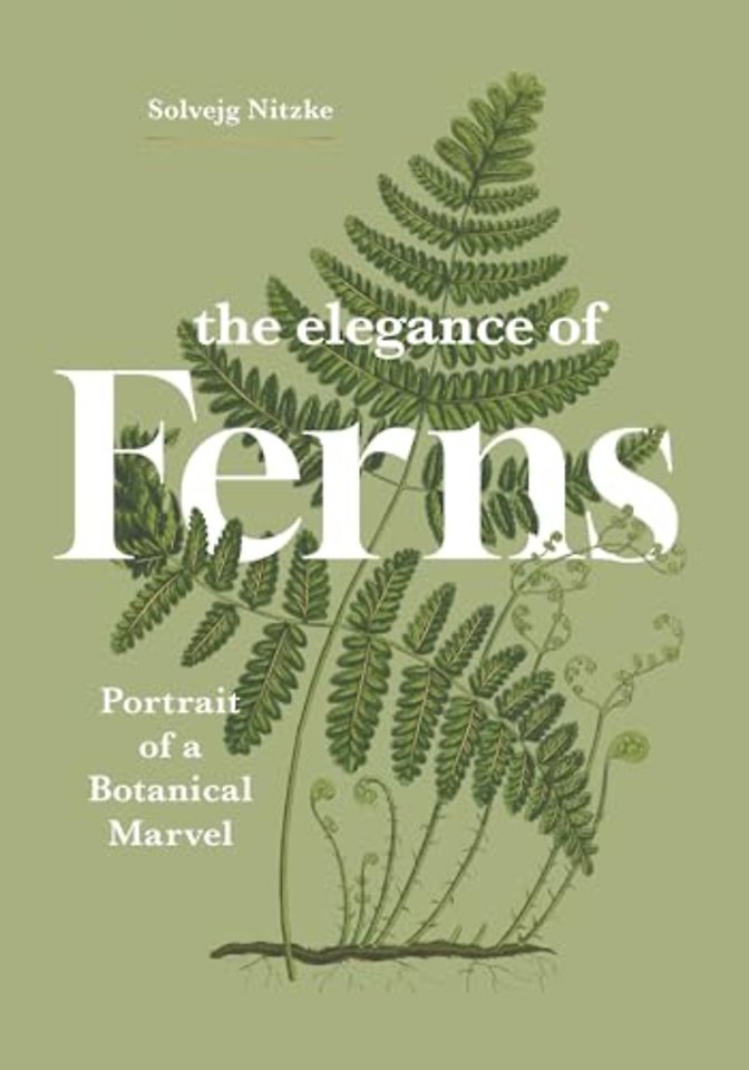 The Elegance of Ferns