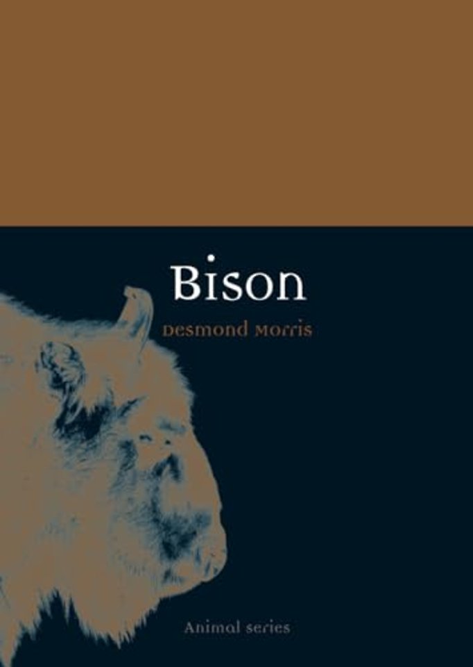 Bison