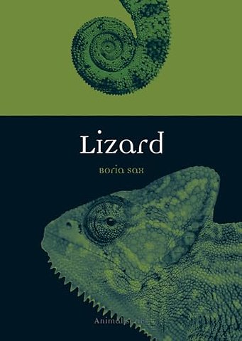 Lizard