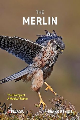 The Merlin