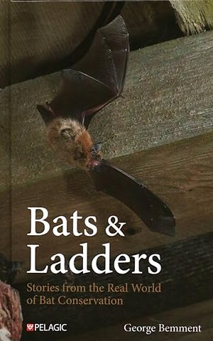 Bats & Ladders