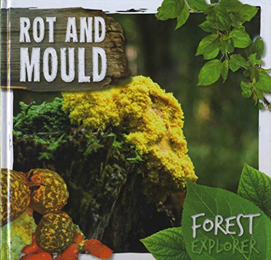 Rot & Mould