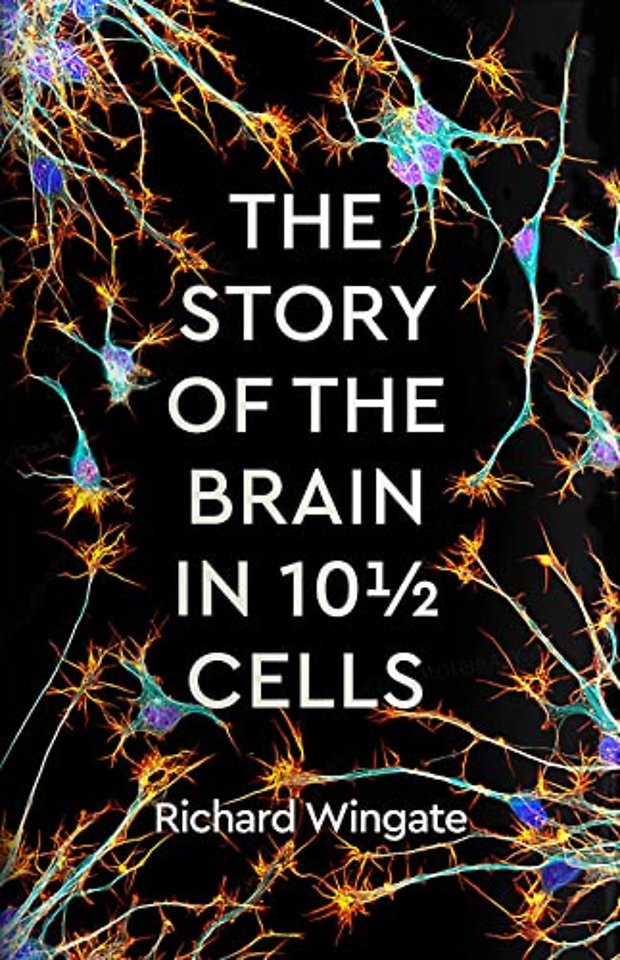 The Story of the Brain in 10½ Cells