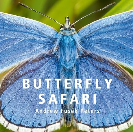Butterfly Safari