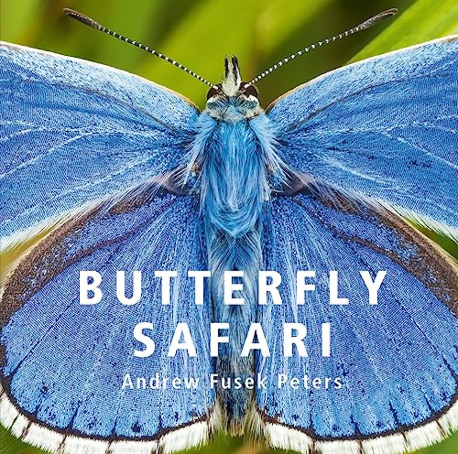 Butterfly Safari
