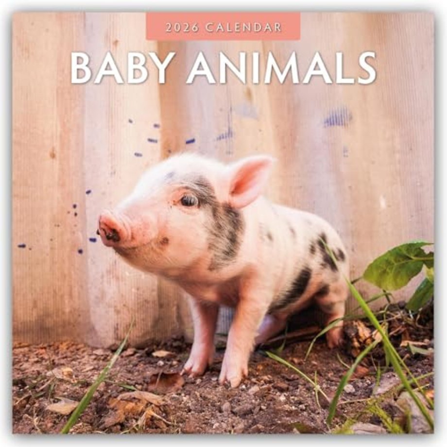 Baby Animals 2026 Square Wall Calendar