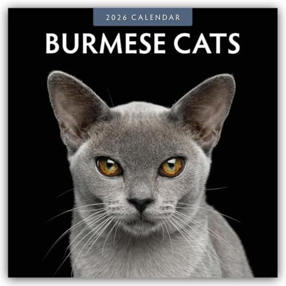 Burmese Cats 2026 Square Wall Calendar