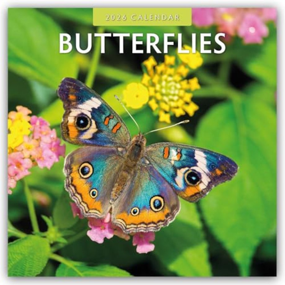 Butterflies 2026 Square Wall Calendar