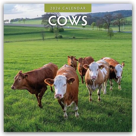 Cows 2026 Square Wall Calendar