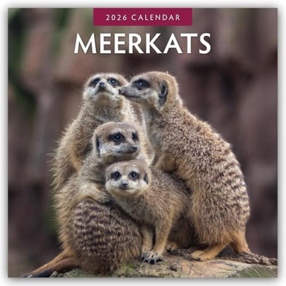 Meerkats 2026 Square Wall Calendar