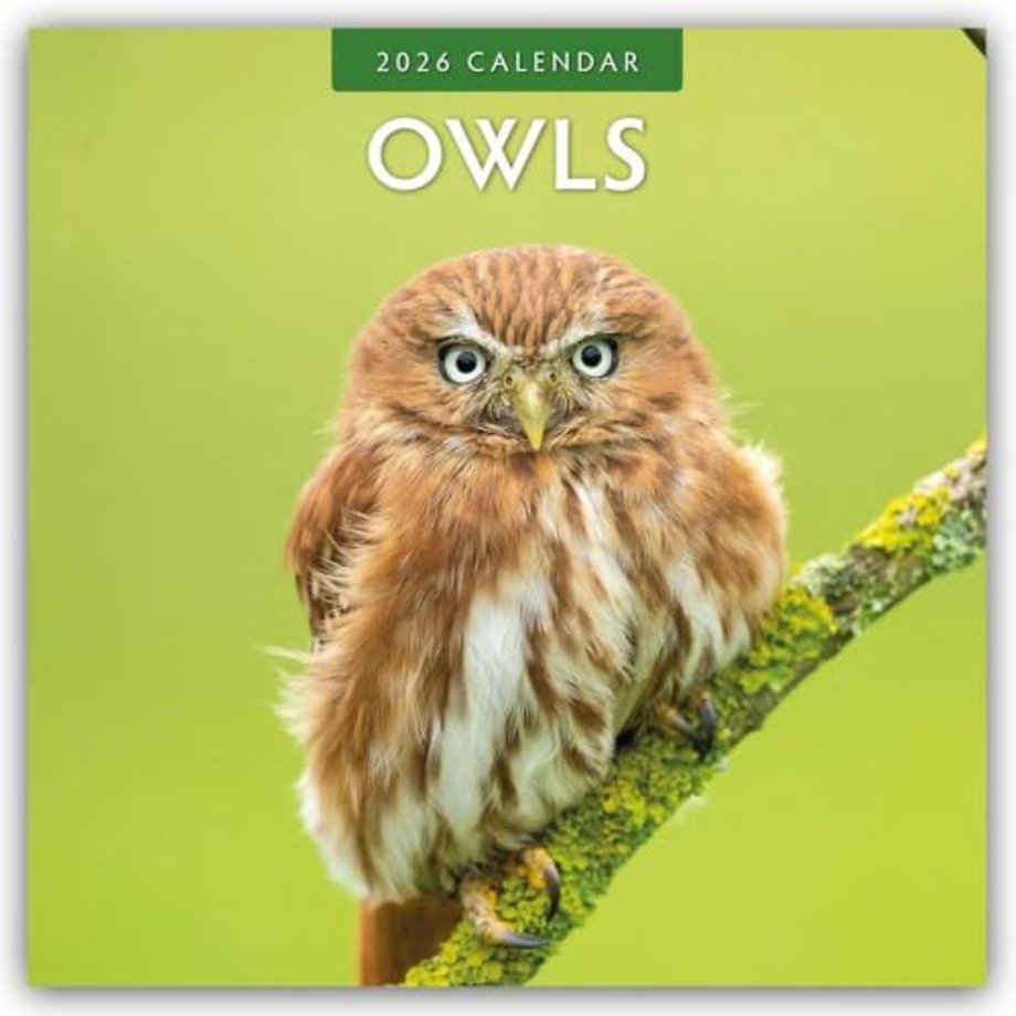 Owls  2026 Square Wall Calendar