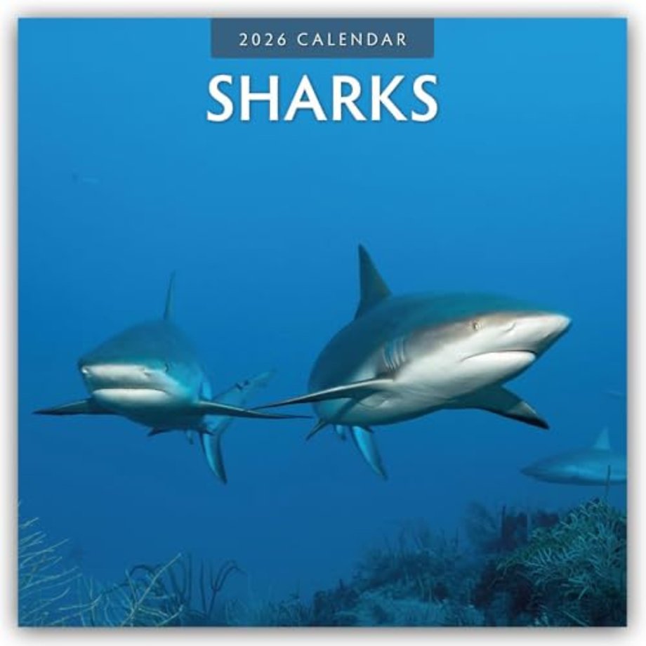 Sharks 2026 Square Wall Calendar