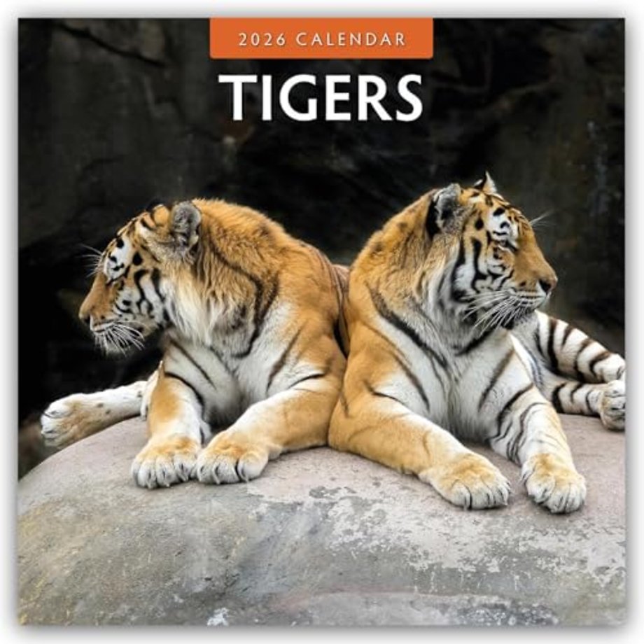 Tigers 2026 Square Wall Calendar