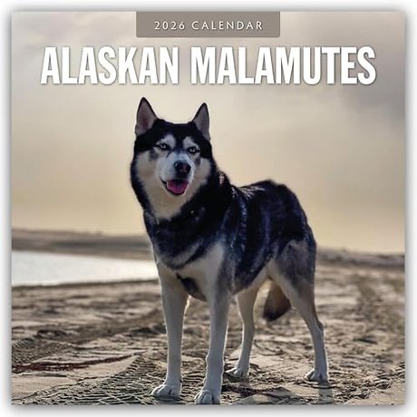 Alaskan Malamutes 2026 Square Wall Calendar