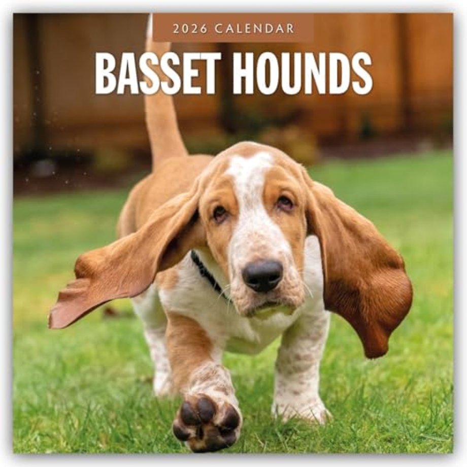 Basset Hounds 2026 Square Wall Calendar