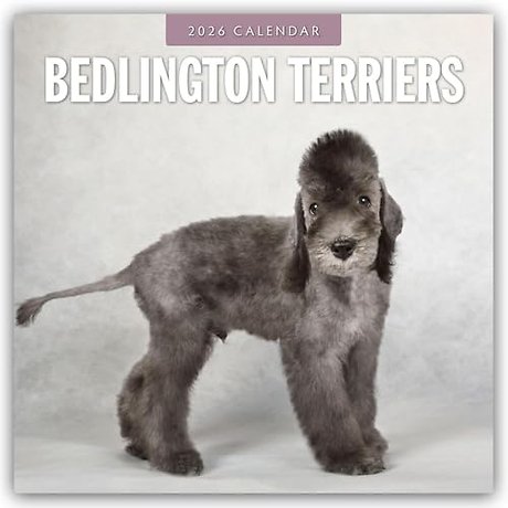Bedlington Terriers 2026 Square Wall Calendar