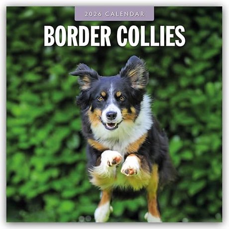 Border Collies 2026 Square Wall Calendar