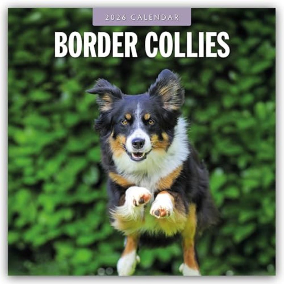 Border Collies 2026 Square Wall Calendar